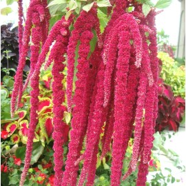 TomorrowSeeds Love Lies Bleeding Seeds | Red Amaranthus Herb Flower Leaf Tropical Plant 2025