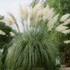 Outsidepride White Ornamental Pampas Grass Plant Seeds - 1000 Seeds