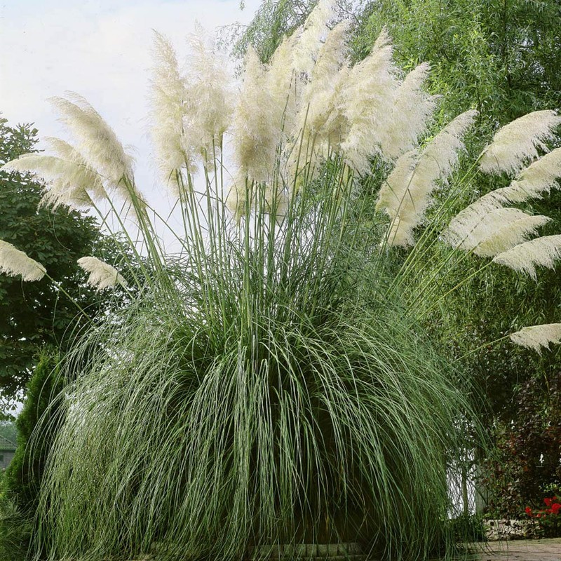 Outsidepride White Ornamental Pampas Grass Plant Seeds - 1000 Seeds