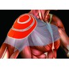 Hot Class Shoulder Support While Sleeping, Left/Right Use, Made in