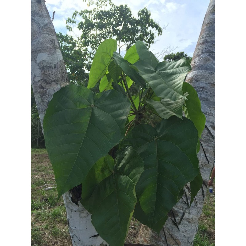 Sangre de Drago (or grado) Peruvian Dragon’s Blood Liquid (4oz)