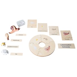 Betzold - Life Cycle Snail - Biology Primary School