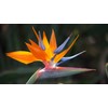 Bird of Paradise Starter Plant Hawaiian - 3 Pack #F3