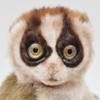 BH7043 HANSA Slow Loris 17