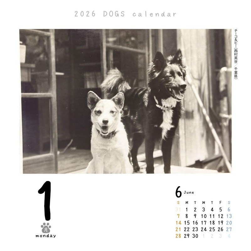 Dog Turning 2026 Calendar Refills Day Dive CK-D26-02