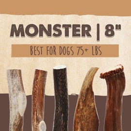 Mighty Paw Elk Antlers for Dogs | 1 Whole Monster Size 8" Premium Deer Antlers for Dogs, Pets and Puppies. Long Lasting Dog Bone for Aggressive Chewers. Dog Chews for Medium & Big Dogs (Pack of 1)