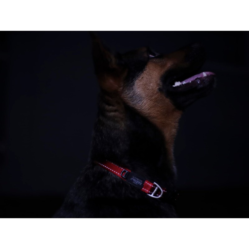 ROGZ Utility Large 3/4-Inch Reflective Fanbelt Dog Collar, Verde, 3/4"