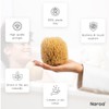 NAROA Natural Exfoliating Loofah Sea Sponges for Bath & Shower