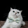 Plaid Cat Collar with Bow Tie Bell Breakaway Daisy Kitten