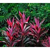 Red Hawaiian Lucky Ti Plant Logs by Makao Beach Trading