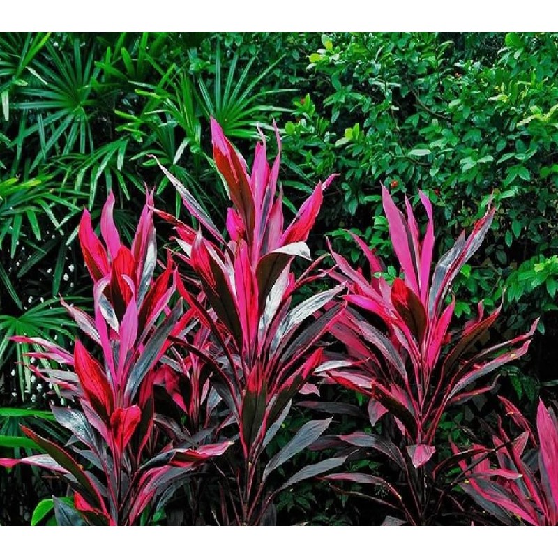 Red Hawaiian Lucky Ti Plant Logs by Makao Beach Trading