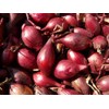 Seeds Red Shallot Onion Heirloom Vegetable for Planting Non GMO