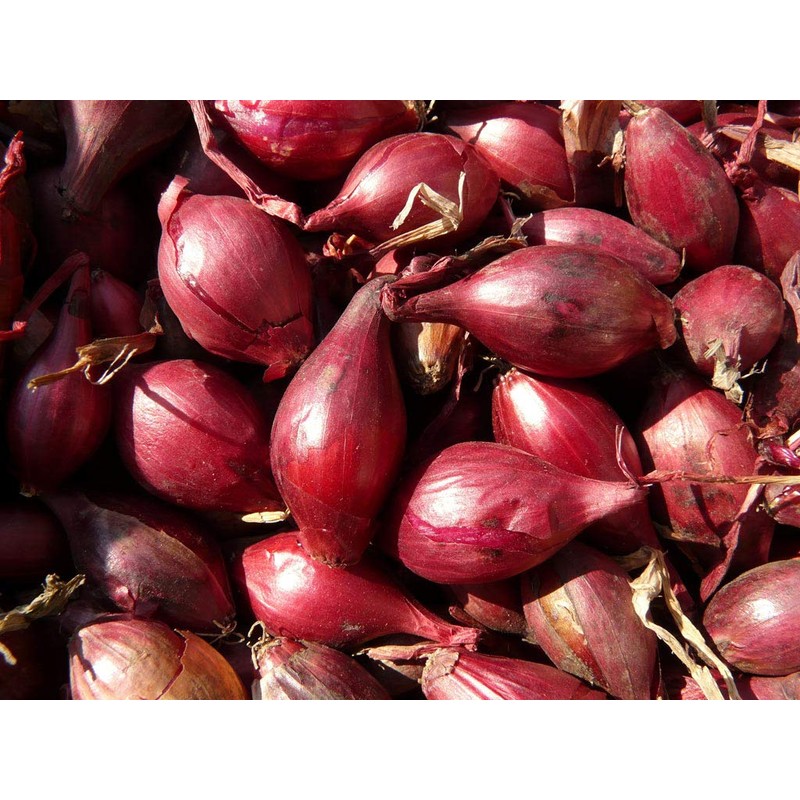 Seeds Red Shallot Onion Heirloom Vegetable for Planting Non GMO