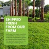 SodPods® St. Augustine Palmetto Grass Plugs for Lawn Repair, 3"