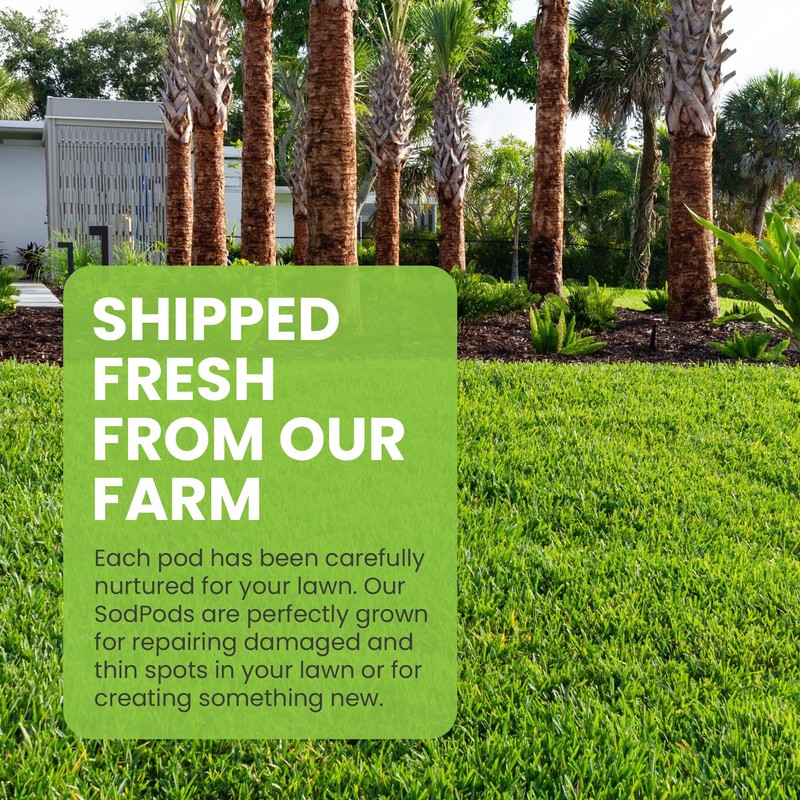 SodPods® St. Augustine Palmetto Grass Plugs for Lawn Repair, 3"