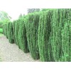 Sky Pencil Japanese Holly - 1 Live Gallon Size Plant