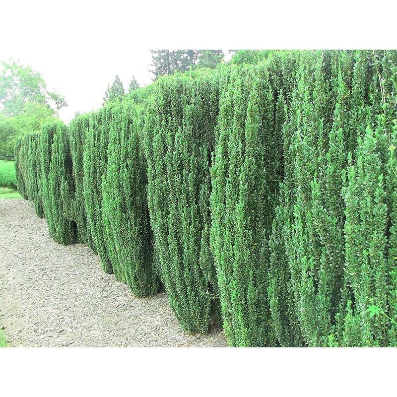 Sky Pencil Japanese Holly - 1 Live Gallon Size Plant