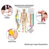 Rüdiger Meridians and Thorn Mini Poster Anatomy 34 x 24
