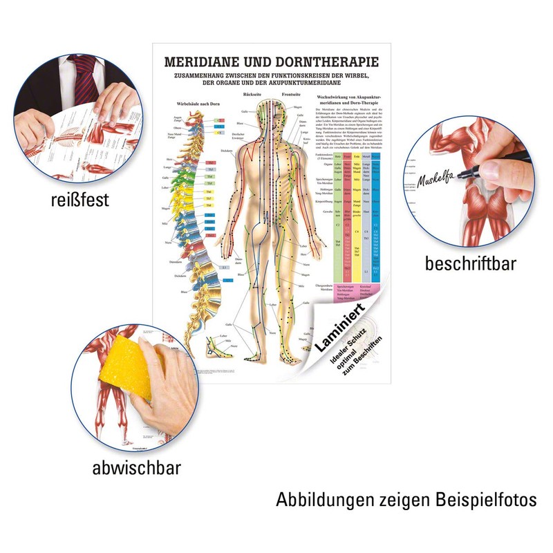 Rüdiger Meridians and Thorn Mini Poster Anatomy 34 x 24