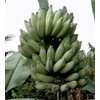 Pisang Awak aka Dwarf Namwah Cold Hardy Live Banana Plant