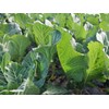 500 Bayou Kale Seeds for Planting Heirloom Non GMO 2+