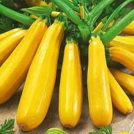 25 Golden Zucchini Summer Squash Seeds for Planting. Non GMO and Heirloom. 3 Grams of Seeds. Garden Vegetable Survival