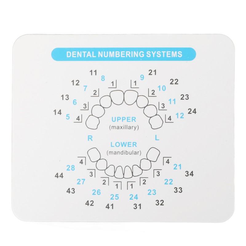 32pcs Dental Veneers Mould Set Different Shapes Heat Resistance Front