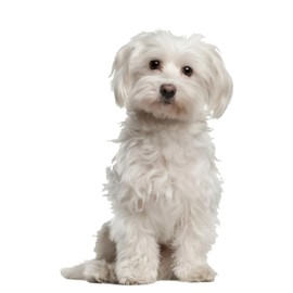 Car Sticker Maltese Sticker 18 cm (7.1 Inch) White Maltese Car Sticker 3D Ripped Car Sticker Funny Maltese Reflective Sticker Bumper Funny Decor