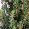 Plants by Mail 3 Gallon - Dwarf Alberta Spruce, Green