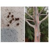 Rainbow Eucalyptus Tree Seeds (10 Pods) See Pictures.