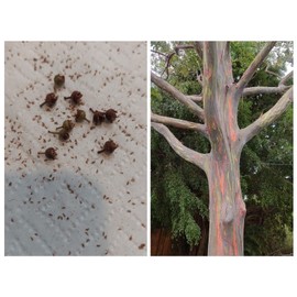 Rainbow Eucalyptus Tree Seeds (10 Pods) See Pictures.