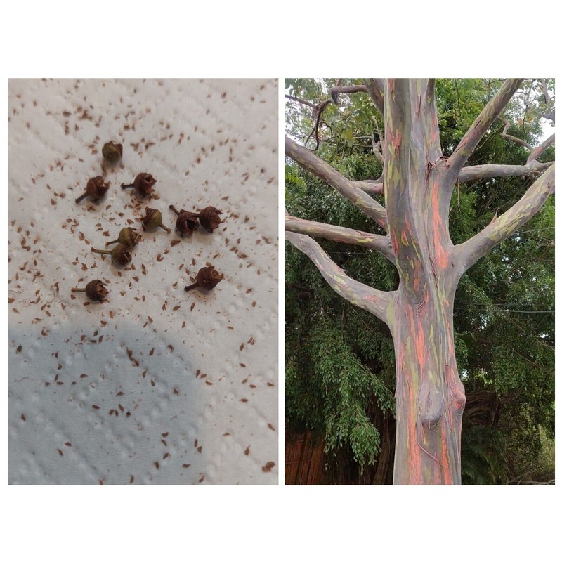 Rainbow Eucalyptus Tree Seeds (10 Pods) See Pictures.