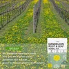 Organic Dandelion Root Tea - Energizing Dandelion Tea Helps Boost