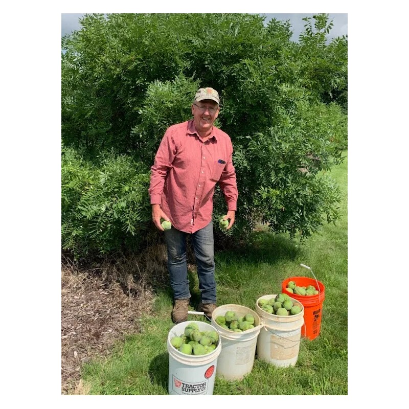 Maple River Farms Shiny Leaf Yellowhorn Xanthoceras Sorbifolium 10 Seed