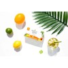 Miracle Tree - 6 Count of Organic Moringa Superfood Tea,