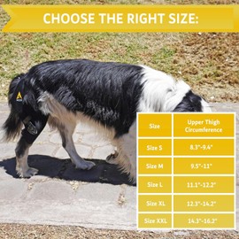 AGON Dog Knee Brace – Professional Knee Support Brace for Dogs with Adjustable Hinge Stabilizer – Premium Neoprene Hip Brace for Knee Support, Dog Recovery, and Joint Support (Right Leg, Small)