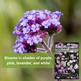 Sow Right Seeds Sow Right Seeds - Mixed Moss Verbena (Verbena tenuisecta) Flower Seeds for Planting - Excellent Ground Cover - Non-GMO Heirloom Seeds - Creeping Perennial - Multicolor Blooms - Attract Pollinators