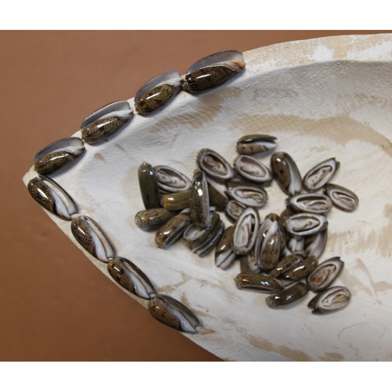 50- Natural Black Olive Seashells for Crafts, Precision Top Cut