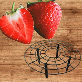 5 June Bearing Strawberry Plants Plus 5 Strawberry Plant Supports - Produced in The USA - Bare Root Strawberry Plants from Hand Picked Nursery (5, Black)