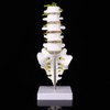 Spine Model Lumbar Model Human Lumbar Teaching Model Tool
