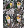 Bonaweite 2 Pack Adjustable Harness Leash, Pet Birds Nylon Anti-bite