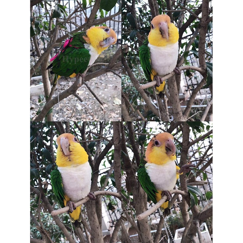 Bonaweite 2 Pack Adjustable Harness Leash, Pet Birds Nylon Anti-bite