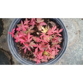 sunshine master Live Japanese Red/Green Maple Bloodgood Tree Well Rooted Plant 1 yo 4"+ Tall - 1 yo Red 4"+ tall