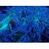 Perfect Corals Aminos Plus - Amino Acids & Essential Vitamins