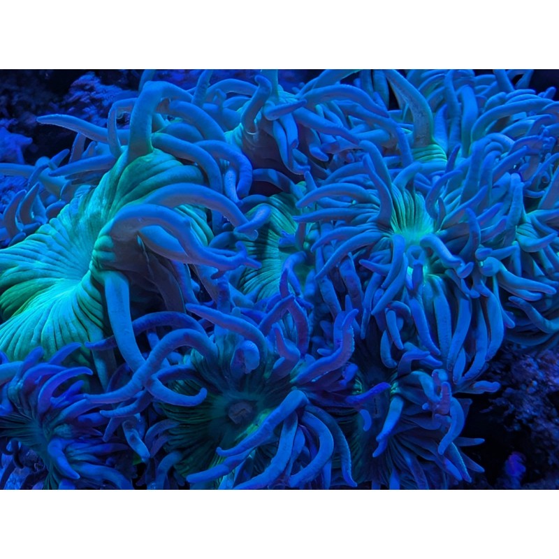 Perfect Corals Aminos Plus - Amino Acids & Essential Vitamins
