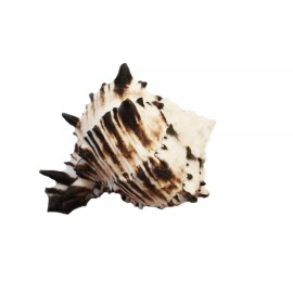 Black Murex Shell 4-5" Coastal Arts Crafts Air Plant Holder Hermit Crab (each)