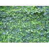 Creeping Fig Vine - Ficus Pumila - 20 Live Fully
