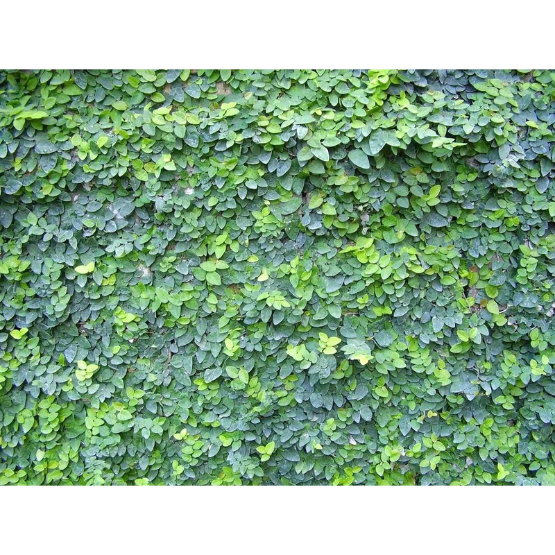 Creeping Fig Vine - Ficus Pumila - 20 Live Fully
