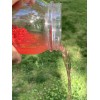 Homemade Carp Rice Pack Bait Forever Rice 12+ Pound Bag
