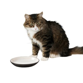 SPOT Two Tone Gray Oval Cat Food Dish - Ceramic Plate with Low Edges, Saucer with Whisker-Friendly Shape and Low-Profile Sides, Ideal for Wet or Dry Cat Food, Hand Wash Only, 6 inch (1 Cup- 8 Oz)